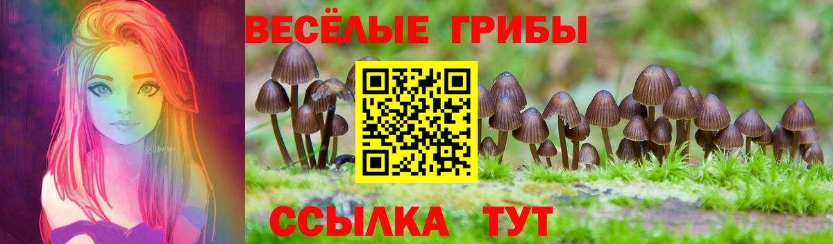 Галлюциногенные грибы Psilocybe Дубна